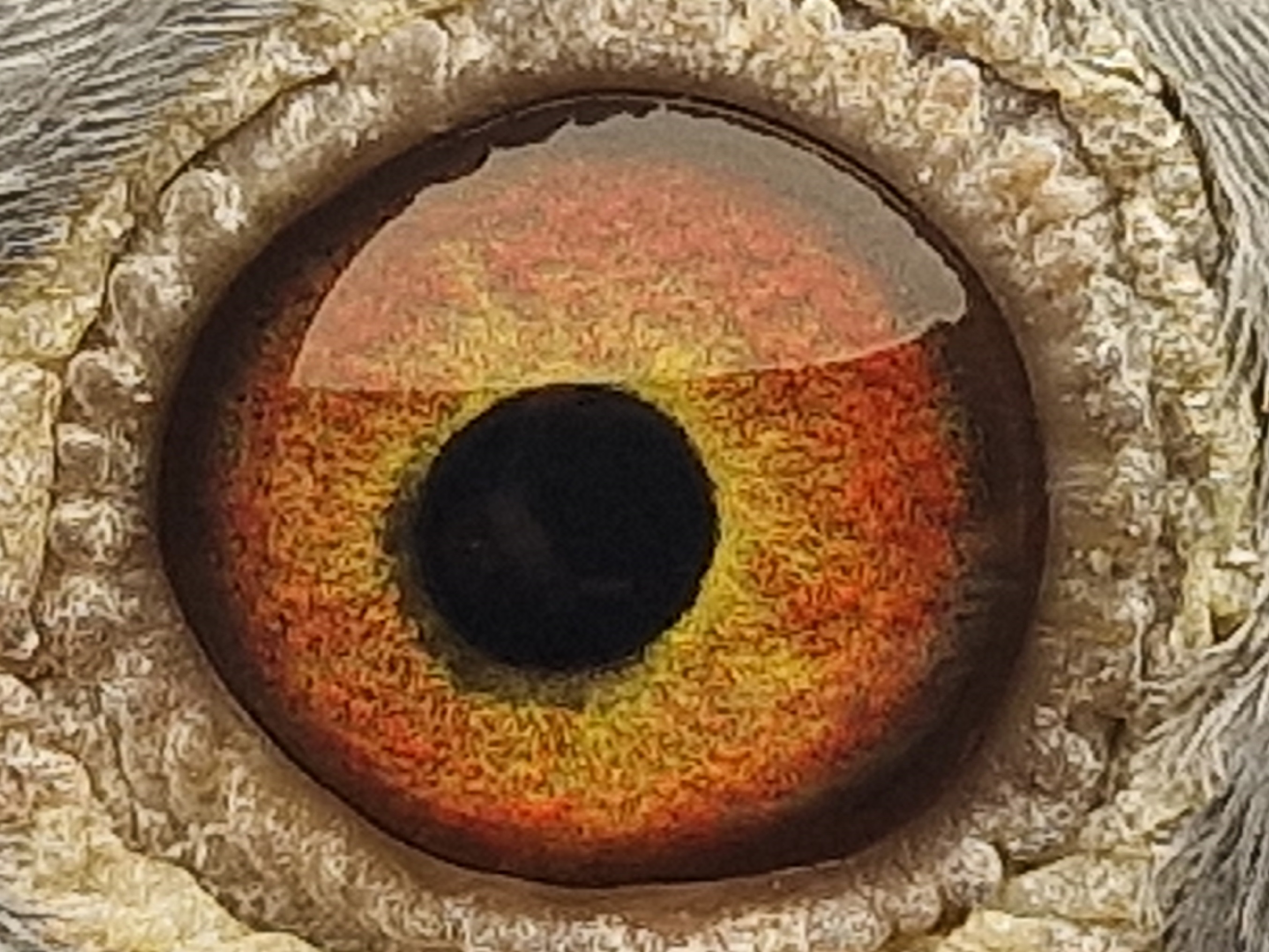 Pigeon eye